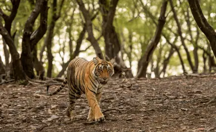 Ranthambore Nationalpark​