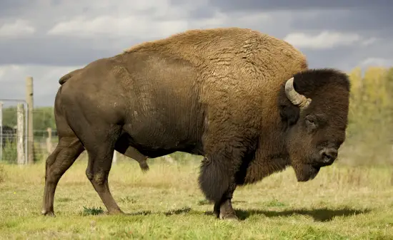 Tierwelt Amerika